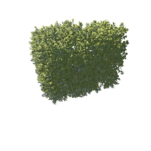 Buxus hedge f
